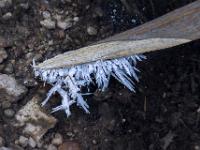 Eislanzen auf eineschlossenem Blatt im Eis